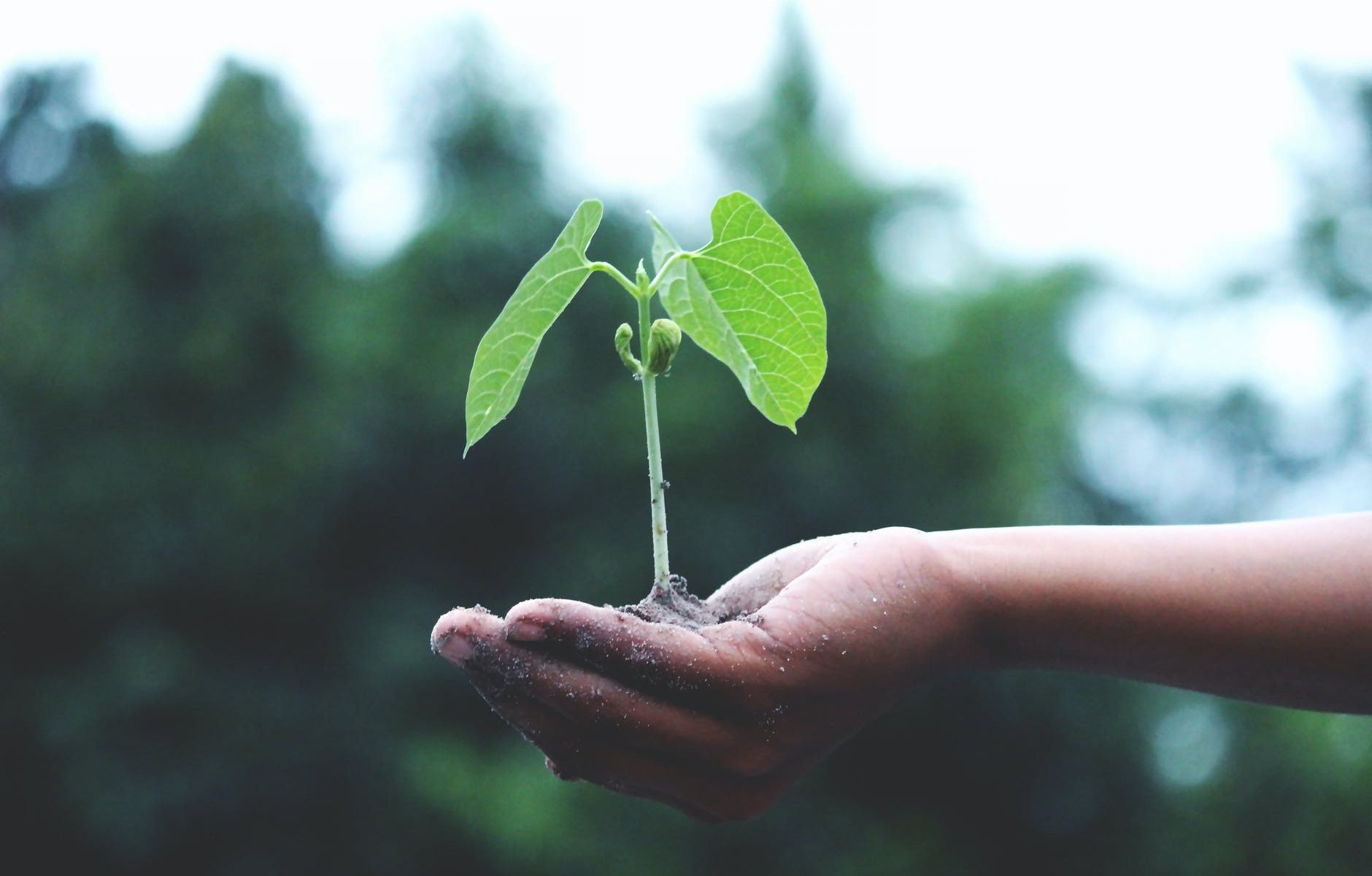 person holding a green plant