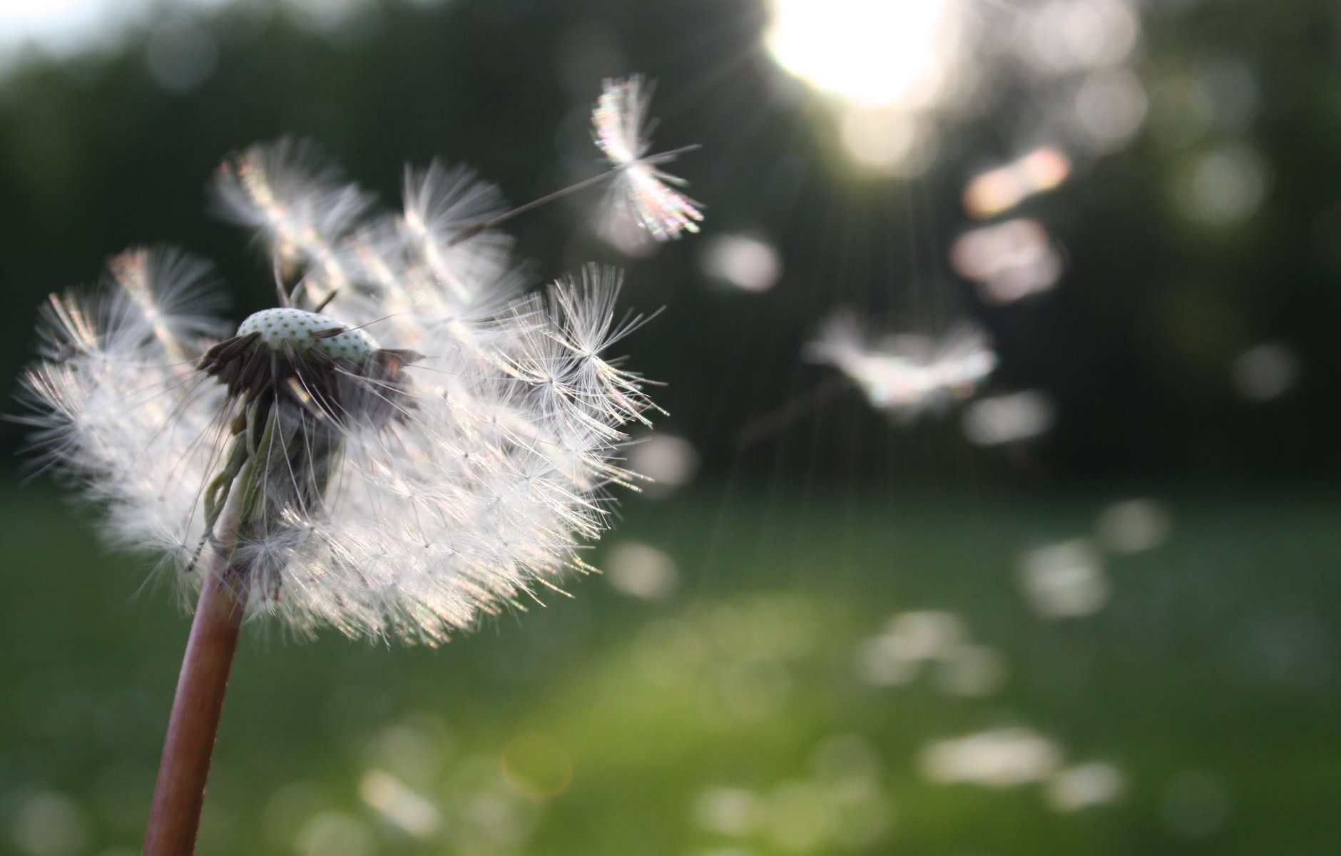 white dandelion flower shallow focus photography