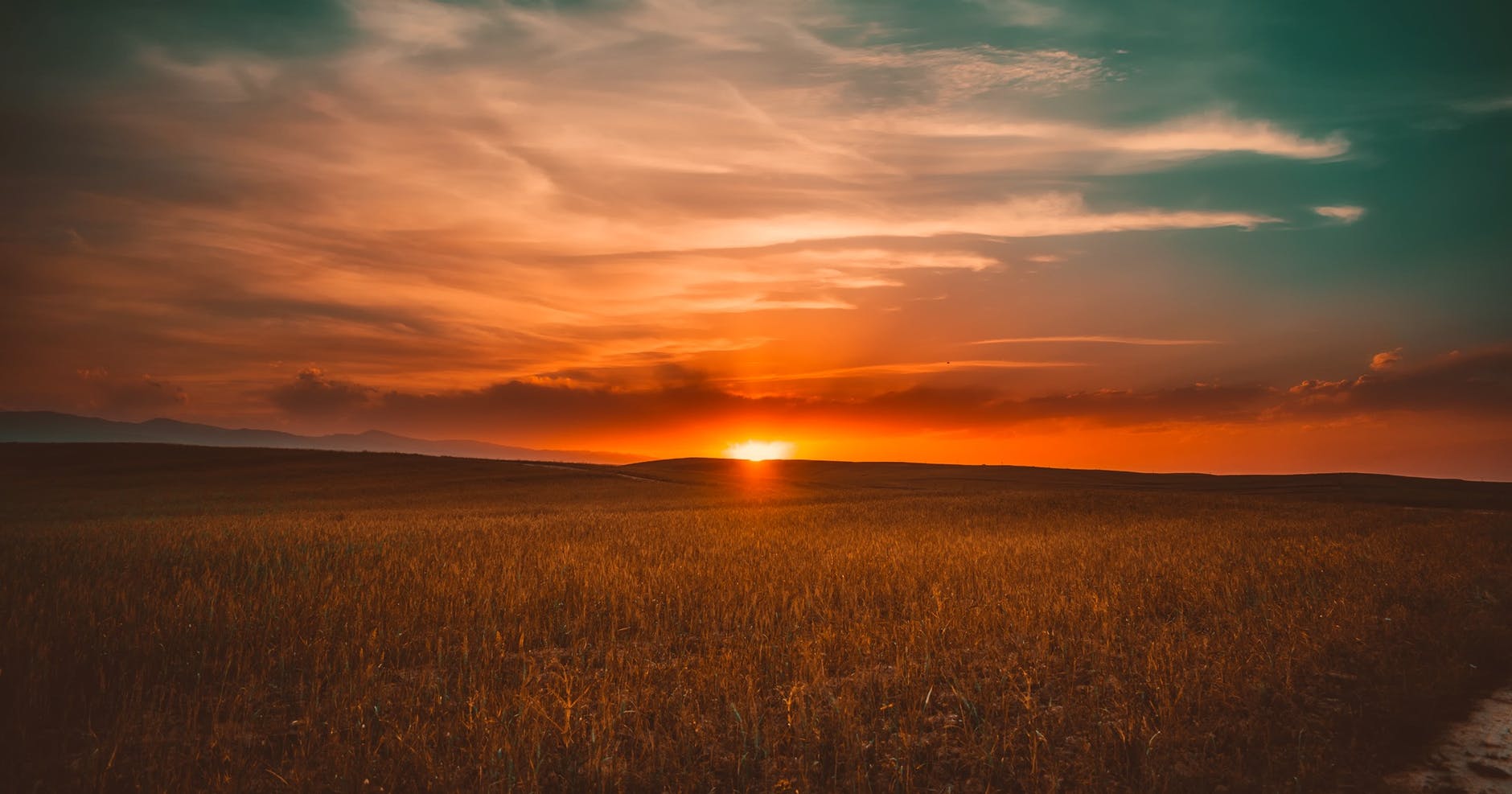 grass during sunset