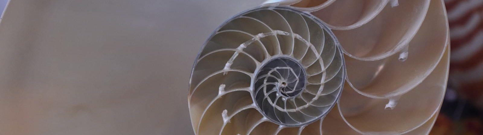 Intricate close-up of a nautilus shell showcasing its spiral pattern and chambers.